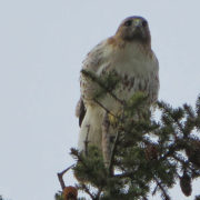 Juvenile Red-tailed hawk, Middle Farms