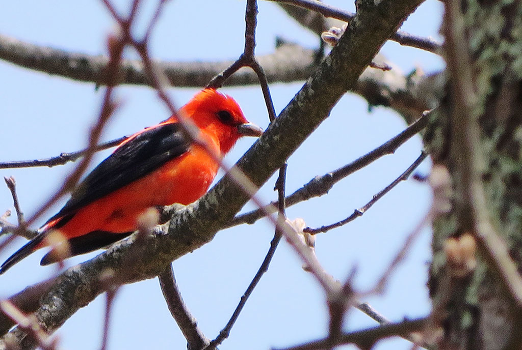 Adult Male Scarlet Tanager by Justine Kibbe