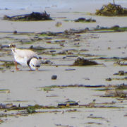 Piping Plover morning tidal wrack line