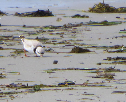 Piping Plover morning tidal wrack line