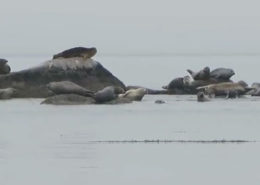 Hungry Point Harbor Seals