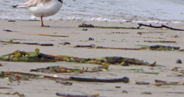 Piping Plover