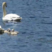 Proud Parents Mute Swans