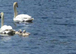 Proud Parents Mute Swans