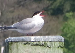 Common Tern courting ritual
