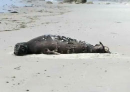Young Gray Seal ashore on Chocomount