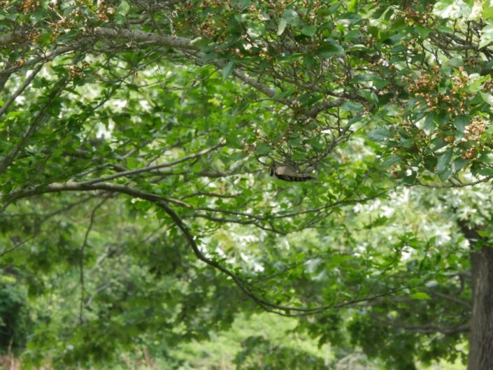 Downy Woodpecker Naomi Zahn (FIRST 2025)