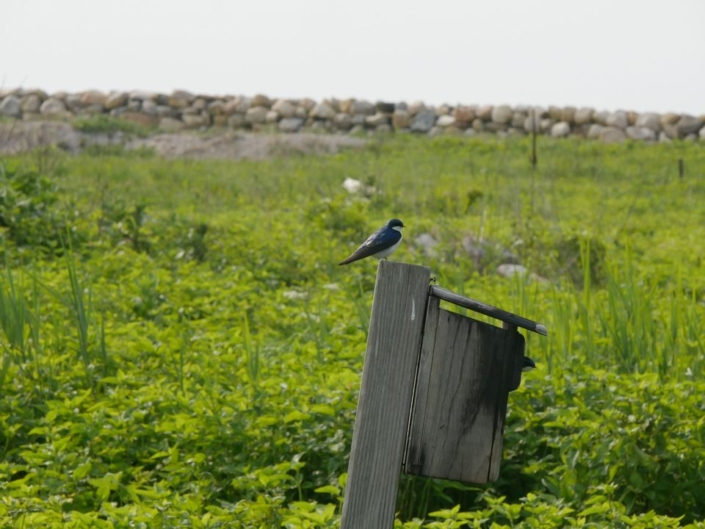 Tree Swallow Naomi Zahn (FIRST 2025)