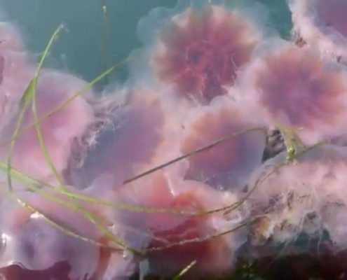 Lion’s mane Jelly Fish
