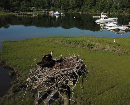 osprey fledglings
