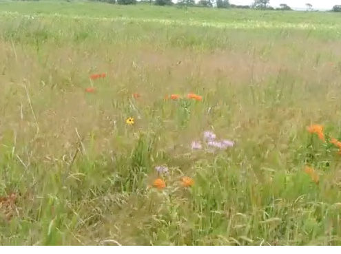 Parade Grounds summer beauty