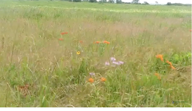 Parade Grounds summer beauty