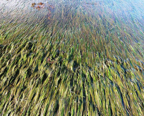 Seagrass Meadow
