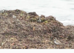 shorebirds plover