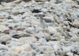 Spotted Sandpiper Chick