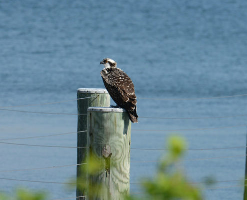 osprey