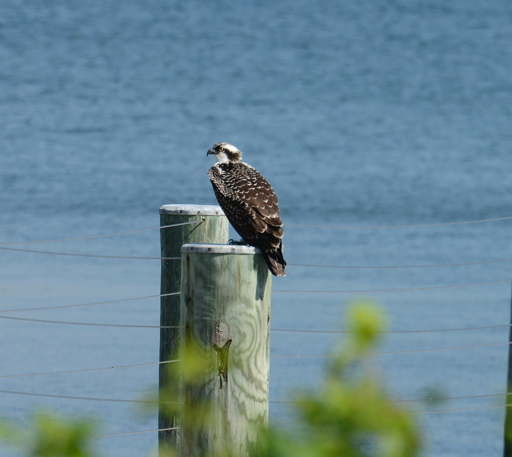 osprey
