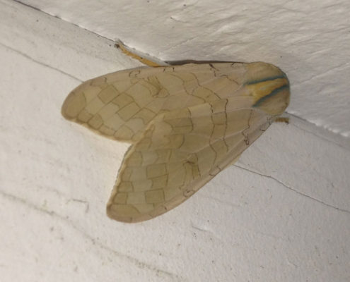 moth