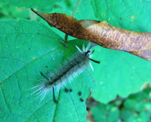Banded tussock moth