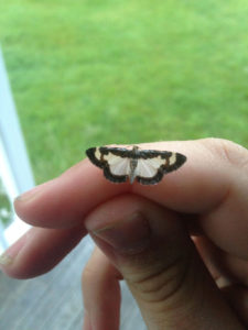 moth