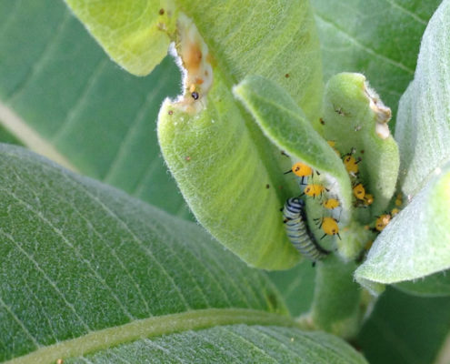 monarch butterfly caterpillar