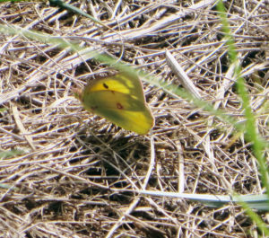 butterfly