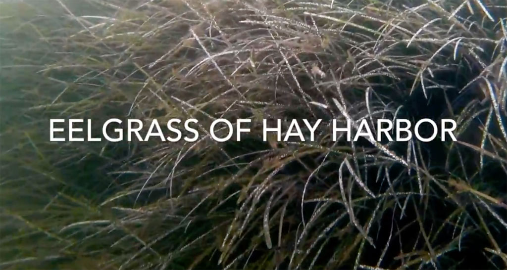 seagrass video