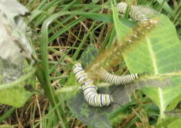 monarch butterfly caterpillars