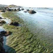 Healthy Seagrass Meadows by Justine Kibbe
