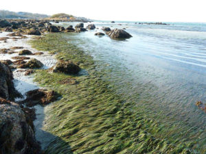 Healthy Seagrass Meadows by Justine Kibbe