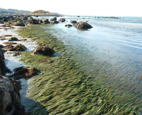 Healthy Seagrass Meadows by Justine Kibbe