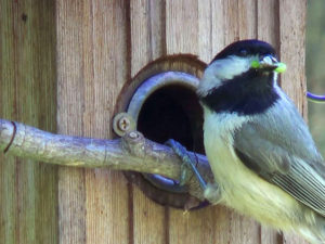 Carolina chickadees by Desiree Narango