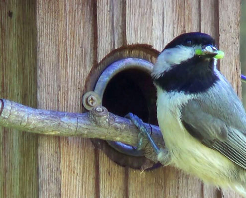 Carolina chickadees by Desiree Narango