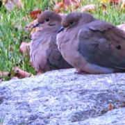 Two Doves Hunkering Down by Justine Kibbe