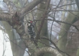 Downy Woodpecker forager by Justine Kibbe