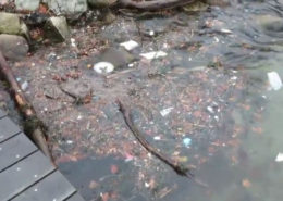 Silver eel Cove debris by Justine Kibbe