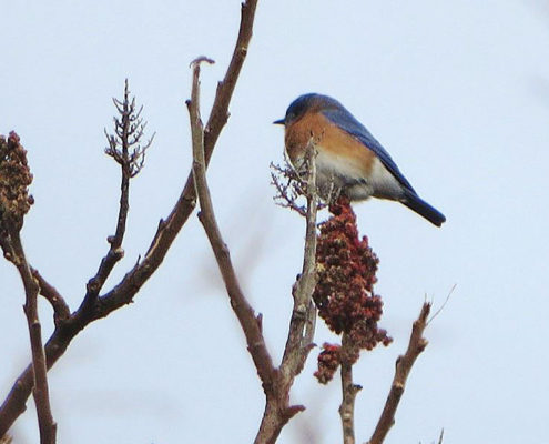 Eastern Bluebird by Justine Kibbe