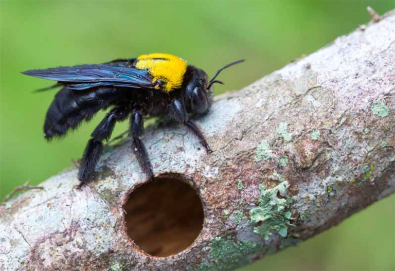 Carpenter Bees Are Important Native Pollinators Fishers Island