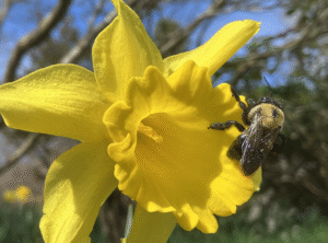 Common Eastern Bumble Bee by Steffen Kucsera