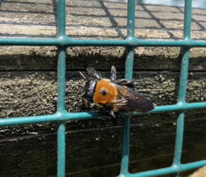 Eastern Carpenter Bee by Kristen Peterson (iNaturalist) 