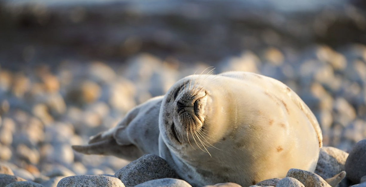 What to Do if You Find a Stranded Animal – Fishers Island Conservancy