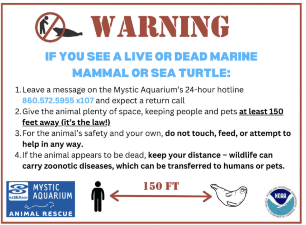 What to Do if You Find a Stranded Animal – Fishers Island Conservancy