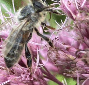 Western Honey Bee by Murray Fisher (iNaturalist) 