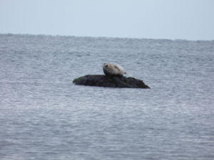 Photo by fishersnaturalist (iNaturalist 2017)